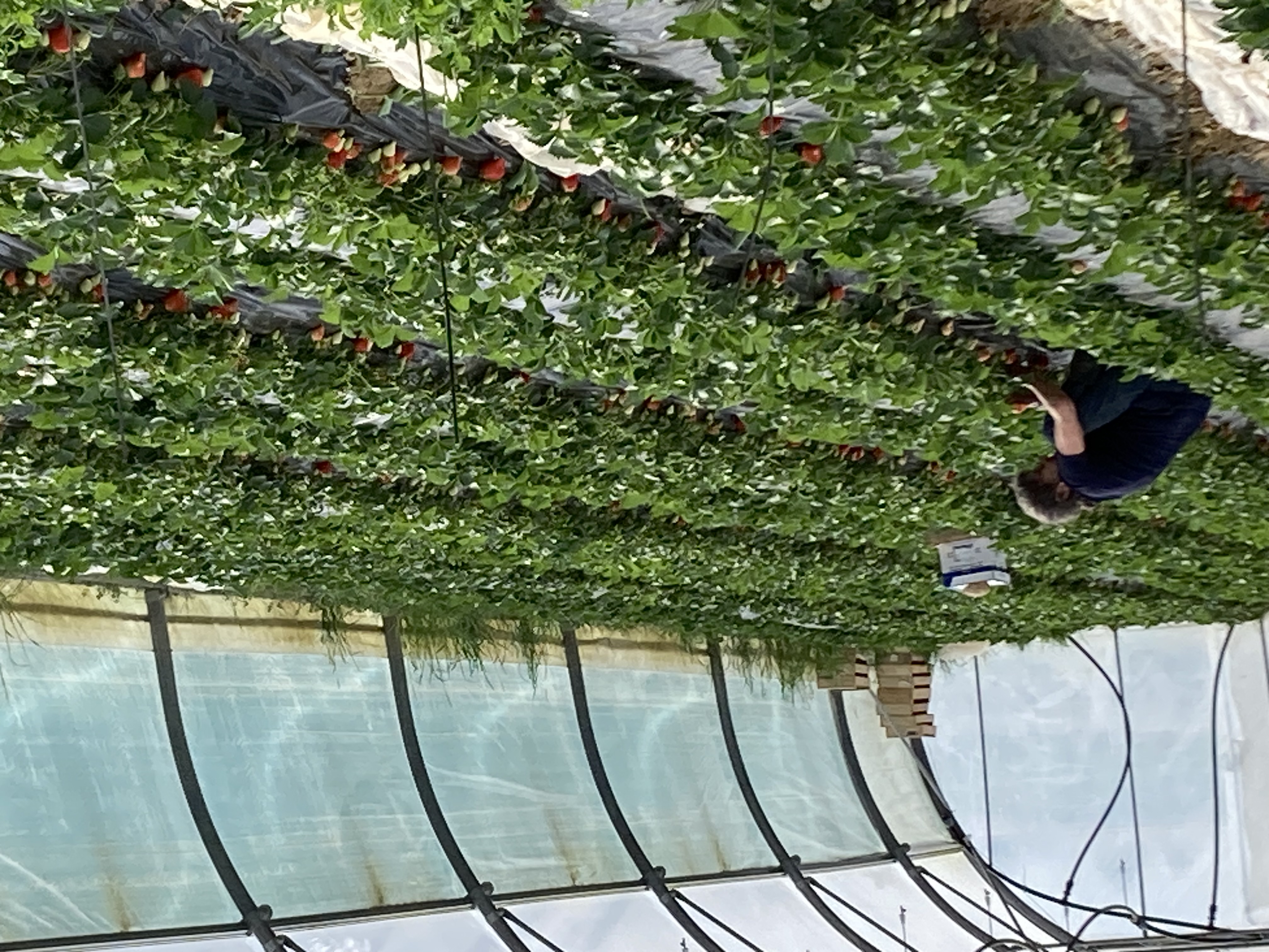 Brigitte prenant soin des fraisiers sous un tunnel
