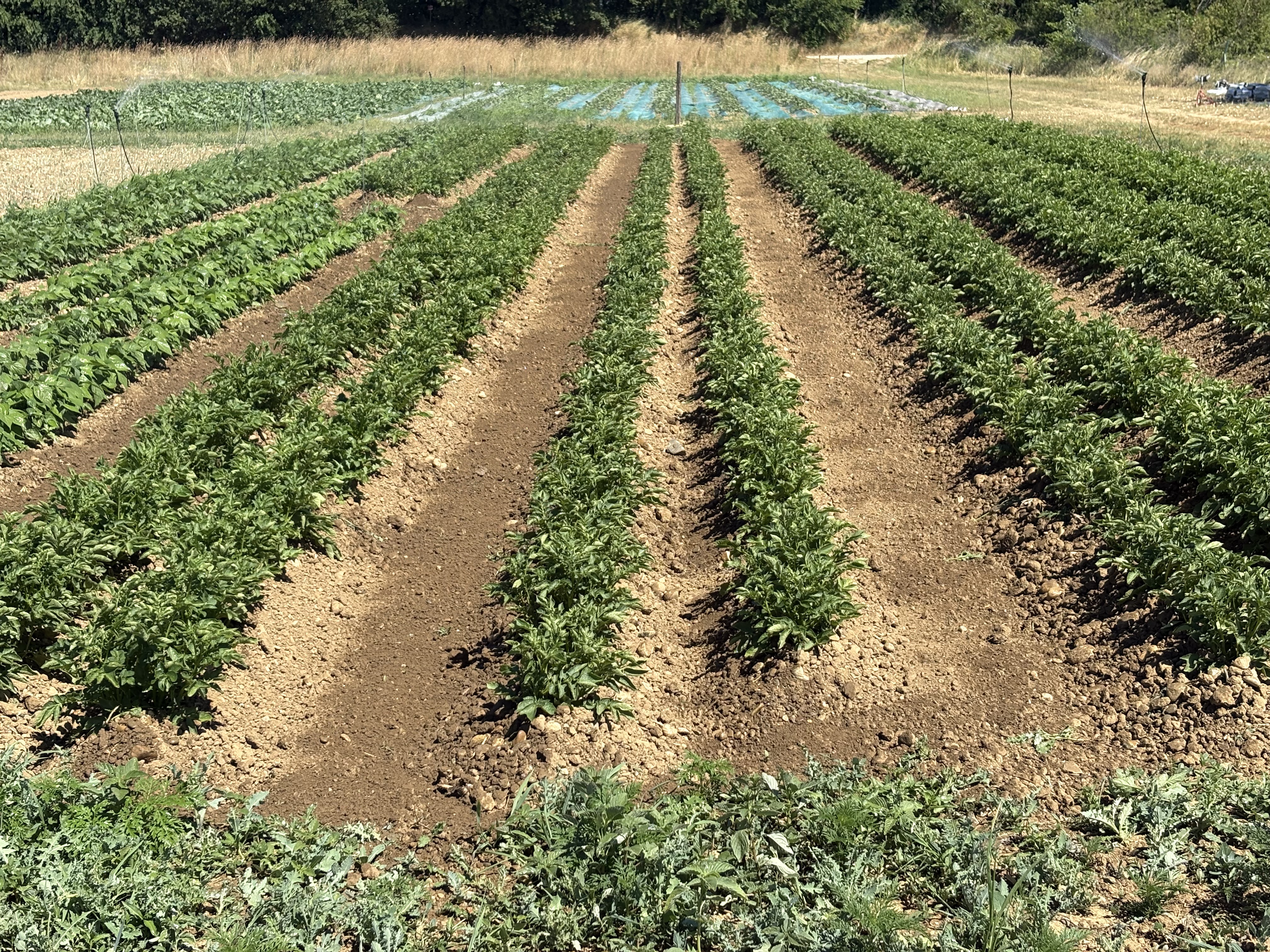 Rangs de pommes de terre en plein champ