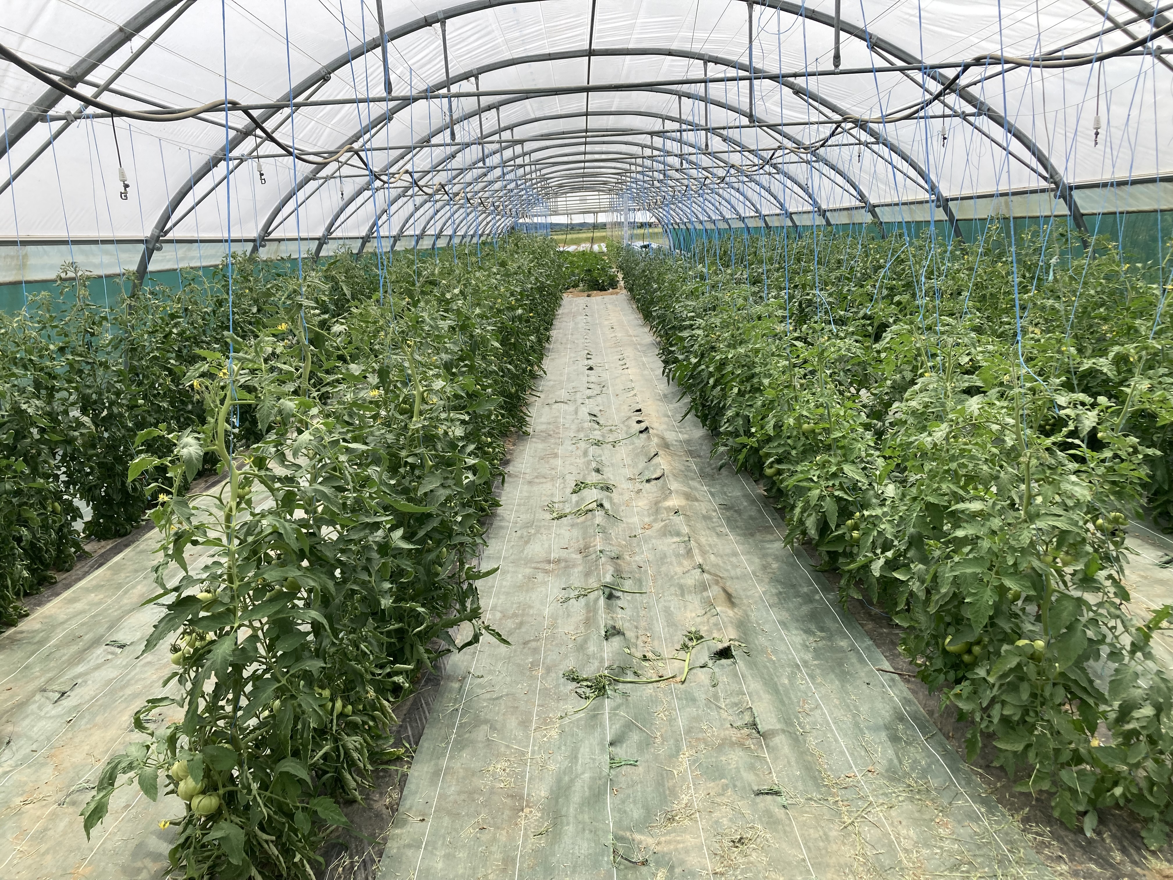 Rangs de tomates cultivées sous tunnel