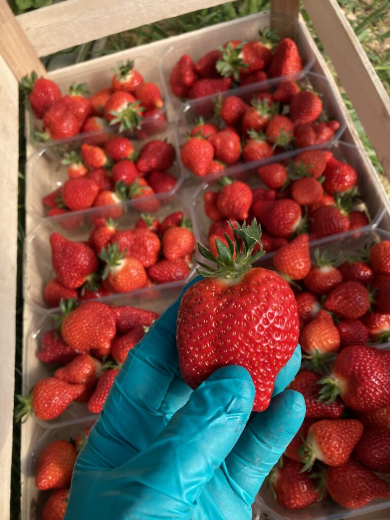Une fraise récoltée, devant des barquettes de fraises du Potager du Lys